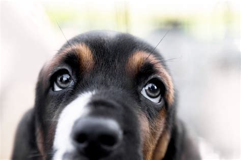 What Are The Causes Of Enlarged Pupils In A Dog Cuteness