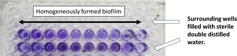 An Improved Crystal Violet Assay For Biofilm Quantification In 96 Well
