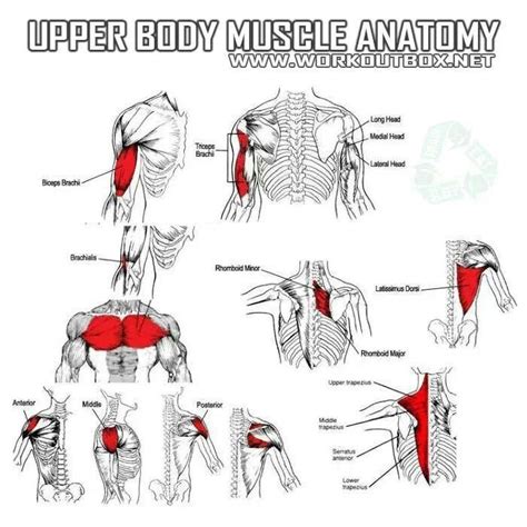 Upper Body Muscle Anatomy Anatomy Of The Body Pinterest