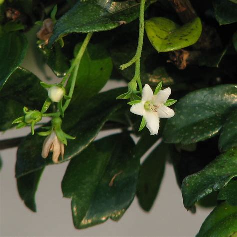 Filefukien Tea Tree Flower Wikipedia The Free Encyclopedia