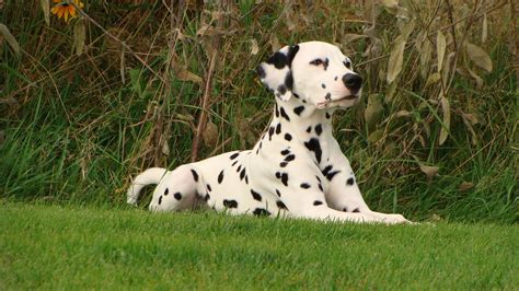 Commercial usage of these … Dalmation Dog Wallpapers, Pictures, Images