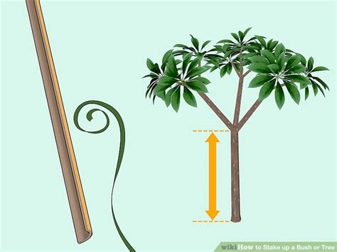 3 Ways To Stake Up A Bush Or Tree Wikihow