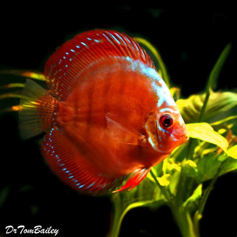 Premium Rare Alenquer Red Discus Fish