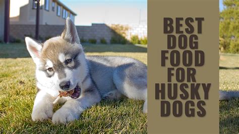 Best senior dog foods at walmart 5. Husky Feeding Guide - Best Dog Food For Husky Dogs - Petmoo