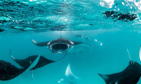 Everything You Need To Know About Swimming With Manta Rays Wanderlust