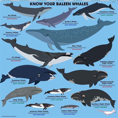 Pin By Stevehall On Taxonomy Baleen Whales Animal Facts Fun Facts