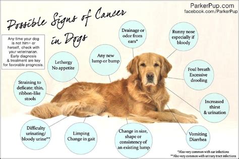 Dog Cancer Symptoms You Should Be Aware Of Doglopedix