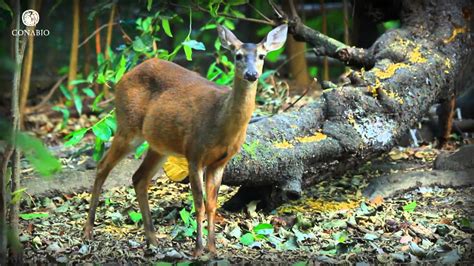 Top 162 Bosque Templado Flora Y Fauna En Mexico Anmbmx