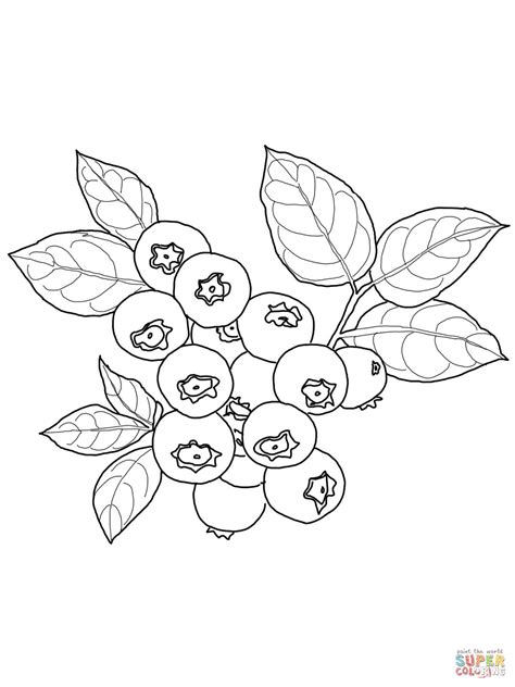 Blueberry Coloring Page Fruit Coloring Pages Coloring Pages