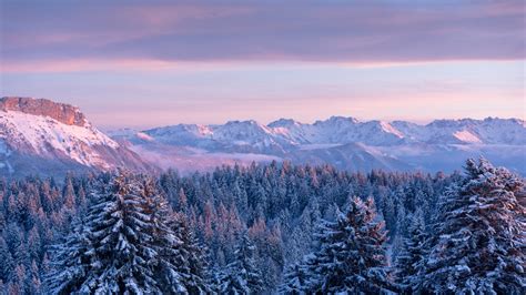 France Mountain Forest With Fir Trees Covered With Snow