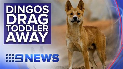 Dad Saves Toddler From Dingo Attack In Queensland Nine News Australia