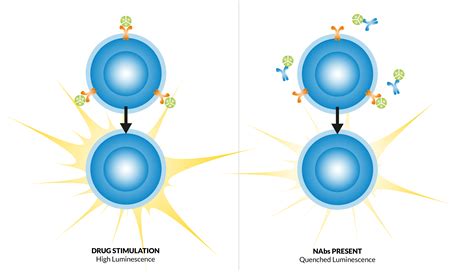 Immunogenicity Ada And Nabs