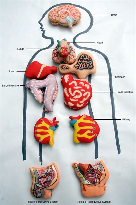 All of the structures in one region. Anatomically Correct Human Organ Pastries & Chocolate Teeth