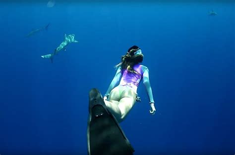 Animal News 2017 Babe Dives With Sharks In Terrifying Sea Video