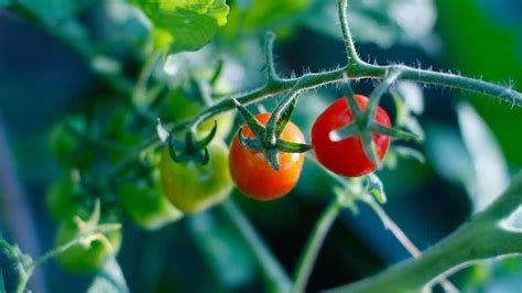 Grape Tomato Plant Care — A Definitive Guide