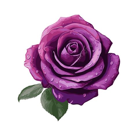 purple rose vector sticker clipart purple rose with water drops cartoon sticker clipart png