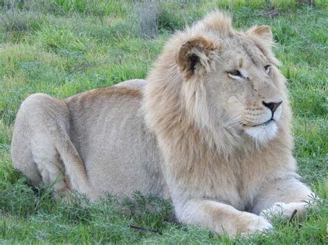 Löwe bilder und rote männer, panther bilder oder ein bild der elefanten afrikas: Löwen Bilder | Kapstadt Safari Fotos aus Südafrika