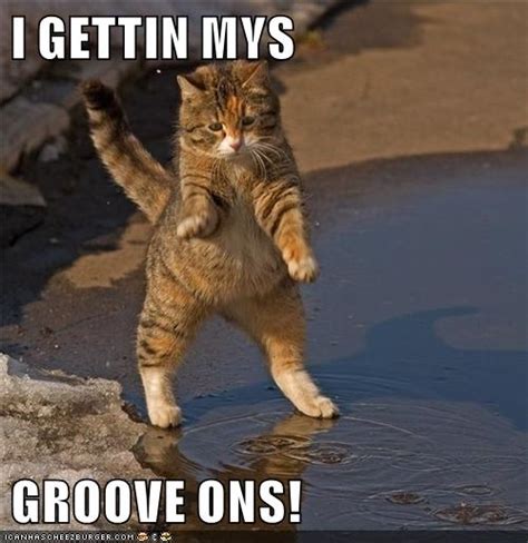 Groove Lolcats Lol Cat Memes Funny Cats Funny Cat Pictures