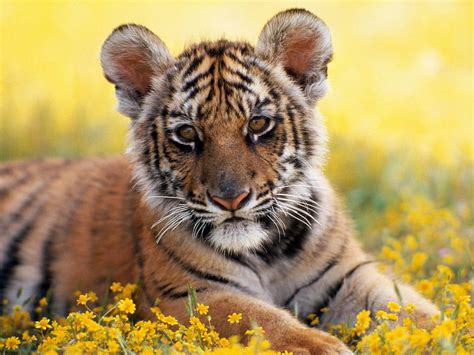 One Pic Cute Baby Tiger Wallpaper
