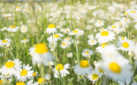 Flowers Chamomile Daisies Green White Summer Hd Wallpaper Rare Gallery