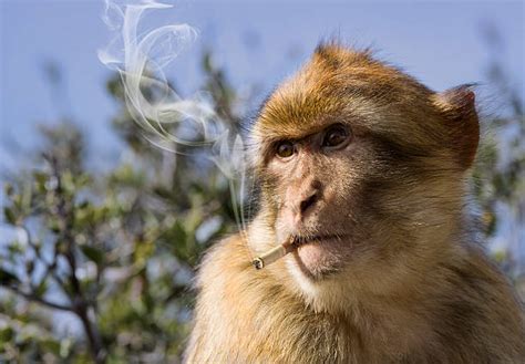420 Monkey Smoking Stock Photos Pictures And Royalty Free Images Istock