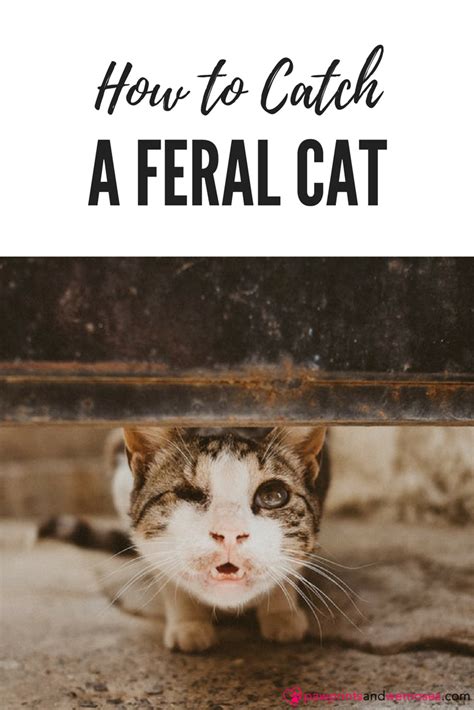 How To Catch A Feral Cat In A Trap In Four Easy Steps Feral Cats