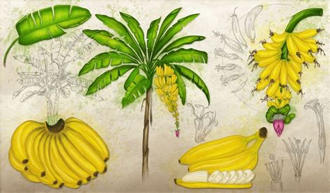 109164 Imágenes Fotos De Stock Objetos En 3d Y Vectores Sobre Banana