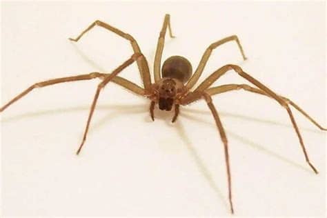 Arañones, arañas cangrejo o arañas de monte (polybetes sp.): Peligrosas, únicamente dos arañas caseras | Billie Parker ...