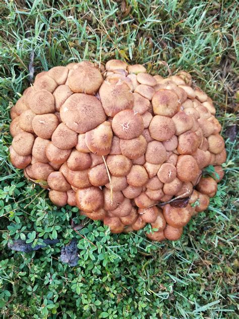 This Huge Cluster Of Mushrooms That Randomly Grew In My
