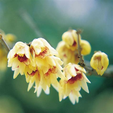 Fragrant Wintersweet Shrub Chimonanthus Praecox Seeds Showy Winter