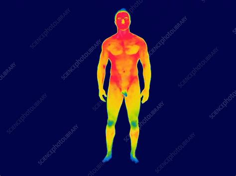 Nude Man Thermogram Stock Image C023 0319 Science Photo Library