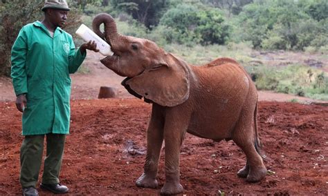 Orphaned Baby Elephants Fundmytravel