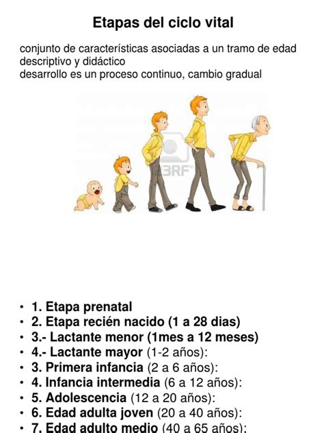 Ppt Etapas Del Ciclo Vital Dokumentips Porn Sex Picture