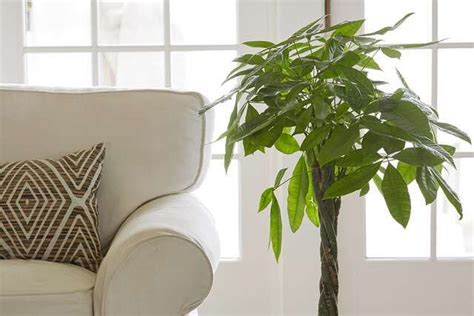 15 Of The Best Indoor Trees That Add Leafy Accents To Your Home In 2022