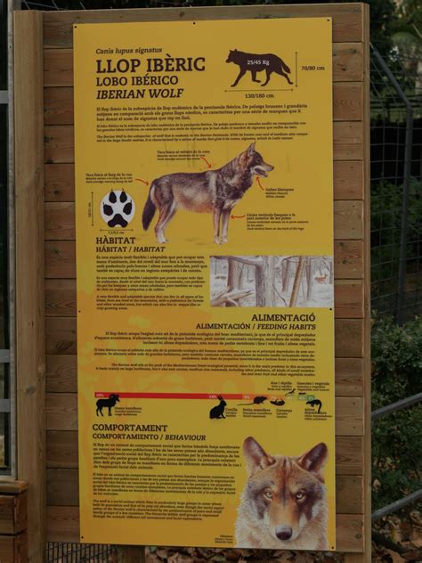 Zoo Barcelona Iberian Wolf Info Panel Zoochat