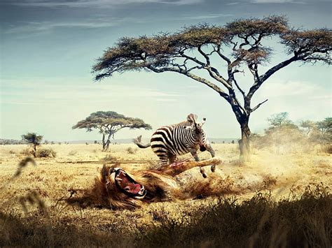 Hd Wallpaper Zebra Eating A Lion Zebra And Lion Illustration Animals