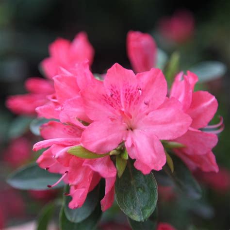 Buy Evergreen Azalea Rhododendron Blaauws Pink Kurume Delivery By