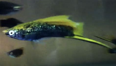 Black Swordtail Xiphophorus Helleri Tropical Fish Keeping