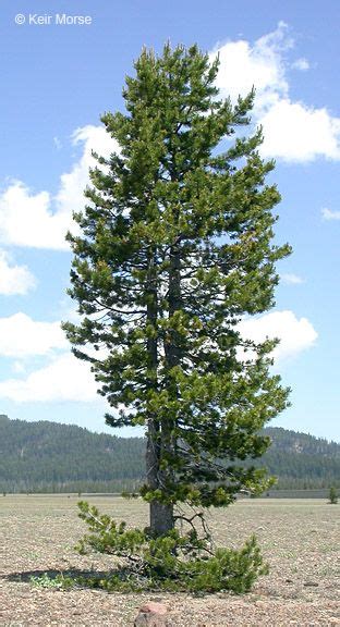 Pine Trees In East Texas Michel Bivins