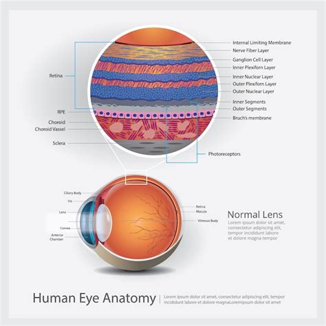 Illustrazione Di Anatomia Dell Occhio Umano Vettore Premium