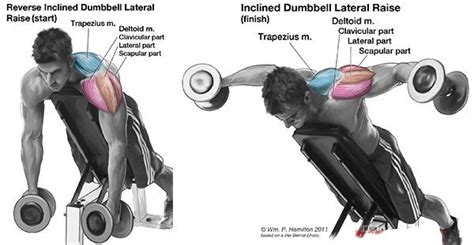 4 Rear Delt Exercises For Stronger Shoulders Fitness Workouts And Exercises