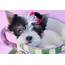 Teacup Puppies Wallpaper 44  Images