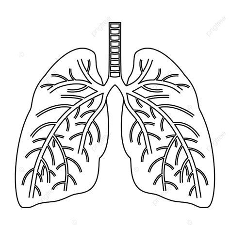 Human Lungs Vector Hd Images Vector Human Lungs Flat Icon Isolated On