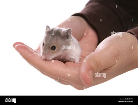 Syrian Hamster Hi Res Stock Photography And Images Alamy