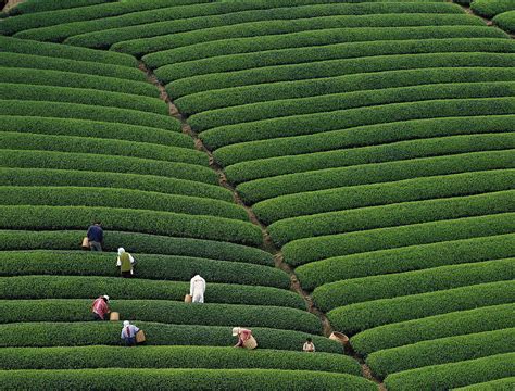 Tea Picking Season Arrives At Worlds Highest Plantation Tibet Train Blog
