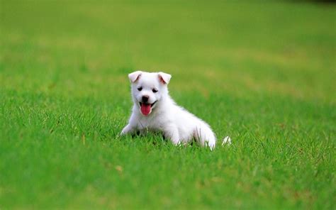 Dog In Grass So Cute Baby Dogs Pretty Dogs Cute White Puppy