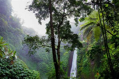 The source map only covers a small portion of brazil, definitely not the entirety of the amazon. What Is A Tropical Rainforest? Definition, Location ...