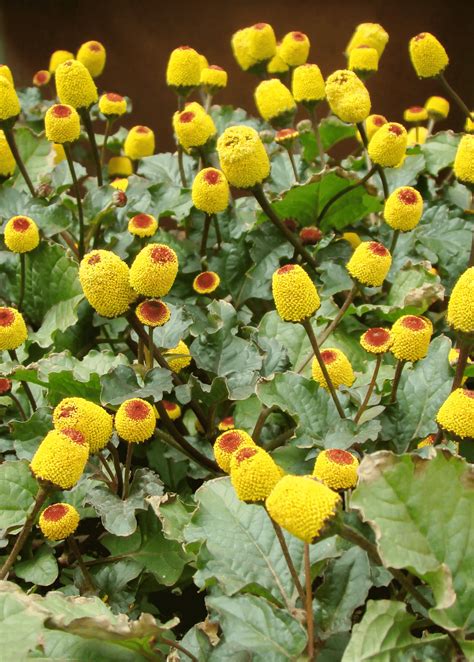 Toothache Plant Spilanthes Acmella Victory Gardeners