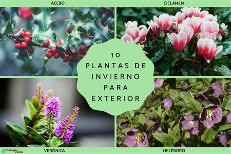10 Plantas De Invierno Para Exterior Fotos