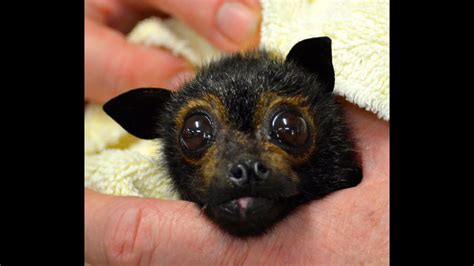 Funny Face Cute Juvenile Flying Fox Bat With Cleft Lip And Palate